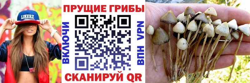 Псилоцибиновые грибы Psilocybe  Велиж 